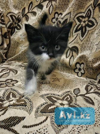Кошки Алматы - изображение 1