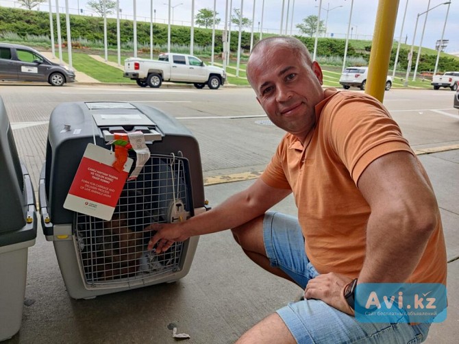 Перевозка животных в Америку и Европу Алматы - изображение 1