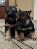 Щенки немецкой овчарки Караганда