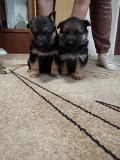 Щенки немецкой овчарки Караганда