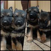 Щенки немецкой овчарки Караганда
