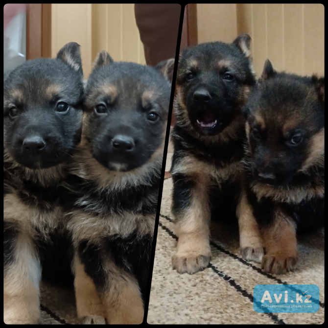 Щенки немецкой овчарки Караганда - изображение 1