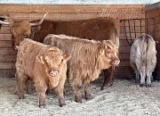 Продаётся мини-корова породы хайленд Алматы