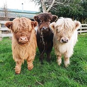 Продаётся мини-корова породы хайленд Алматы