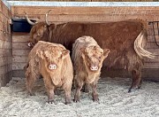 Продаётся мини-корова породы хайленд Алматы