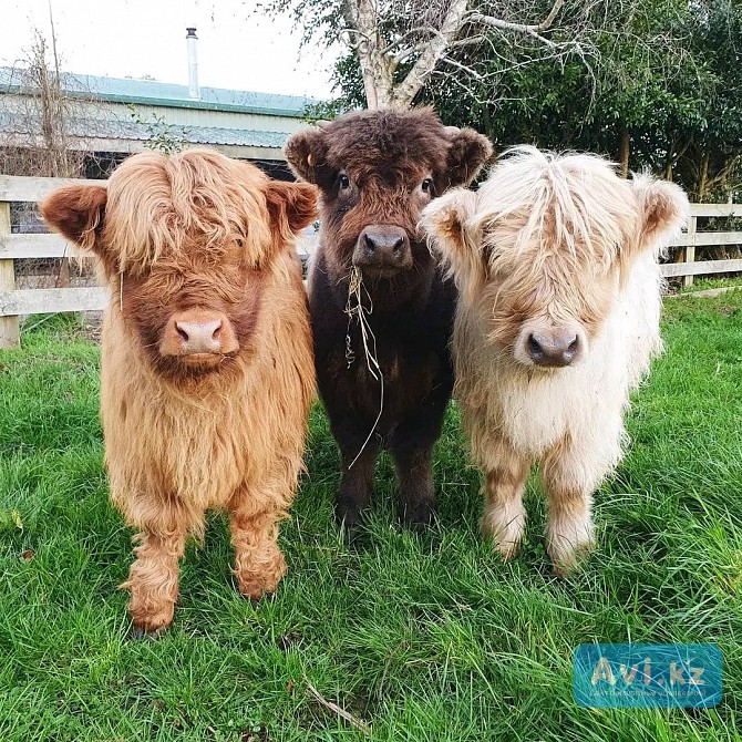 Продаётся мини-корова породы хайленд Алматы - изображение 1