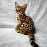 Доступны хорошо социализированные котята саванны F1 и F2 Астана