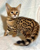 Доступны хорошо социализированные котята саванны F1 и F2 Астана