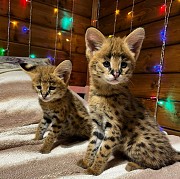 Доступны хорошо социализированные котята саванны F1 и F2 Астана