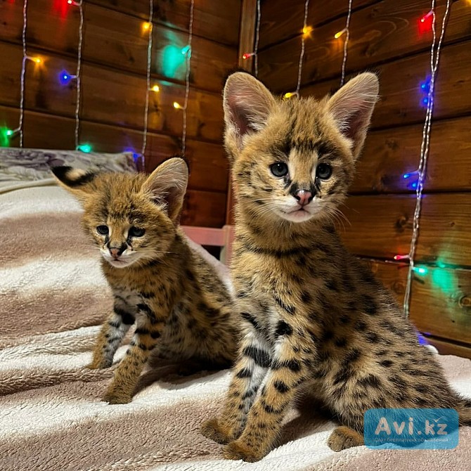 Доступны хорошо социализированные котята саванны F1 и F2 Астана - изображение 1