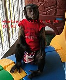 Продаются чудесные обезьянки-капуцины Алматы