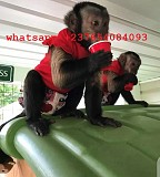 Продаются чудесные обезьянки-капуцины Алматы