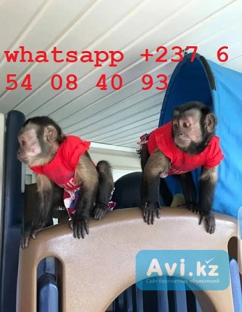 Продаются чудесные обезьянки-капуцины Алматы - изображение 1