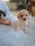 Продаются щенки той пудель Актау