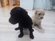 Продаются щенки той пудель Актау