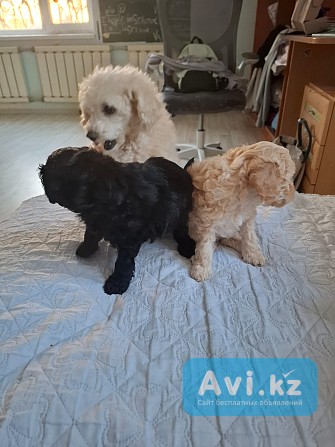 Продаются щенки той пудель Актау - изображение 1