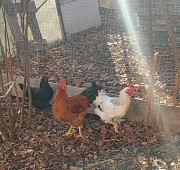 Продам петухов молодых Талгар