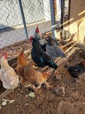 Продам петухов молодых Талгар
