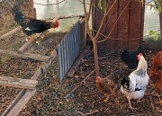Продам петухов молодых Талгар