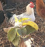 Продам петухов молодых Талгар