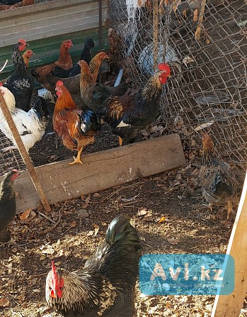 Продам петухов молодых Талгар - изображение 1