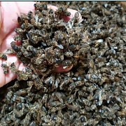 Подмор пчелиный Алматы