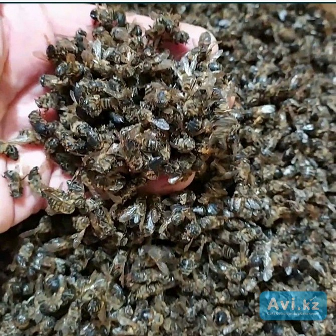 Подмор пчелиный Алматы - изображение 1
