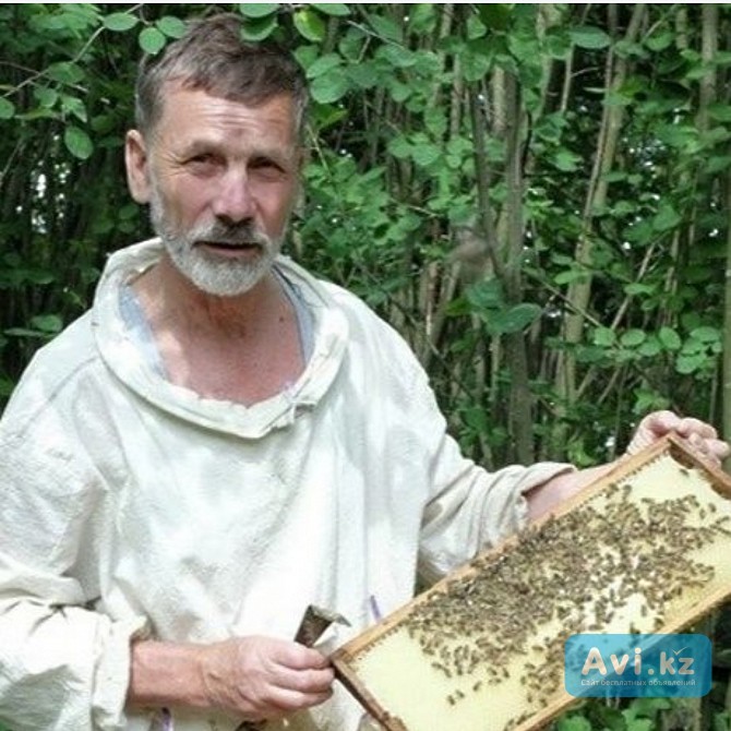 Гречишный мёд - вкуснятина сразу с пасеки Алматы - изображение 1