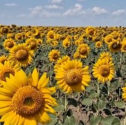 Подсолнуховый мёд вкусный +иммунитет даёт Алматы