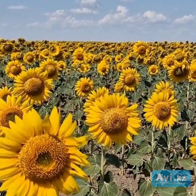 Подсолнуховый мёд вкусный +иммунитет даёт Алматы - изображение 1