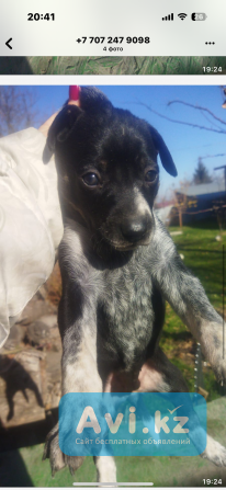 Щенки метисы Алматы - изображение 1