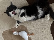 Кошечка антистресс Алматы