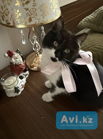 Кошечка антистресс Алматы - изображение 1