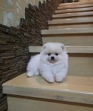 Шпиц мальчик померанец, помесь с немецким шпицом Алматы