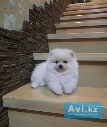 Шпиц мальчик померанец, помесь с немецким шпицом Алматы - изображение 1