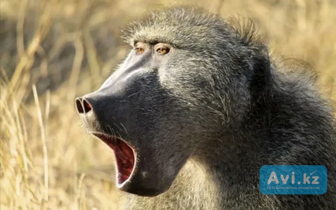 Отдам в добрые руки гамадрила Анатолия Шымкент - изображение 1