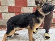 Продам щенков немецкой овчарки Алматы