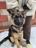 Продам щенков немецкой овчарки Алматы