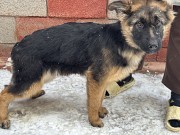 Продам щенков немецкой овчарки Алматы