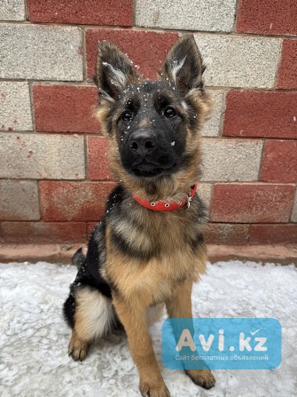 Продам щенков немецкой овчарки Алматы - изображение 1