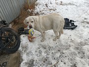 Лабрадор Алматы