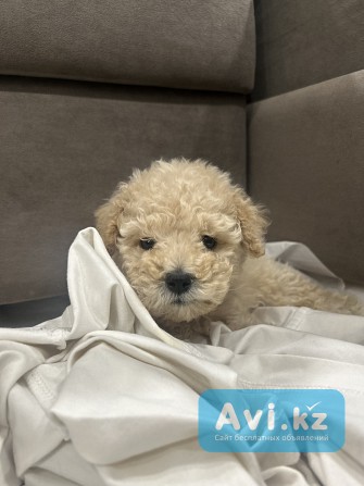 Продам Мальтипу Алматы - изображение 1