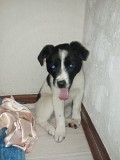 Срочно! Нужен дом щенку Алматы