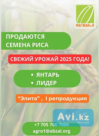 Семена риса Кызылорда - изображение 1