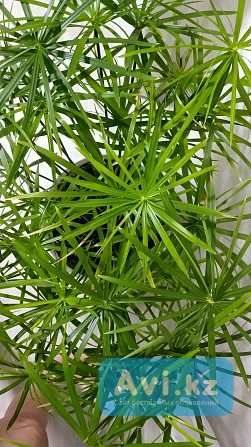 Большой комнатный цветок Кендала - изображение 1