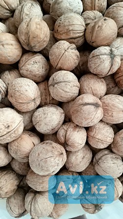 Талгарский грецкий орех Кендала - изображение 1