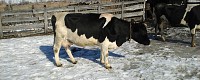 Продажа дойных коров 220 голов