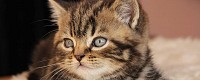 Питомник Британских кошек Grantley
